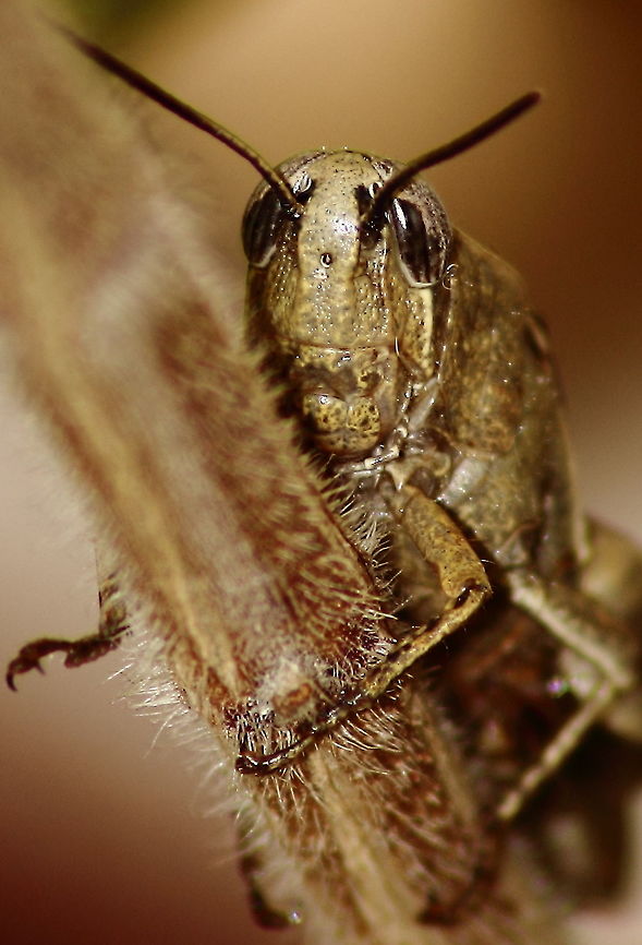 Sprinkled Grasshopper Sprinkled Grasshopper Fall,Geotagged,Sprinkled Grasshopper
