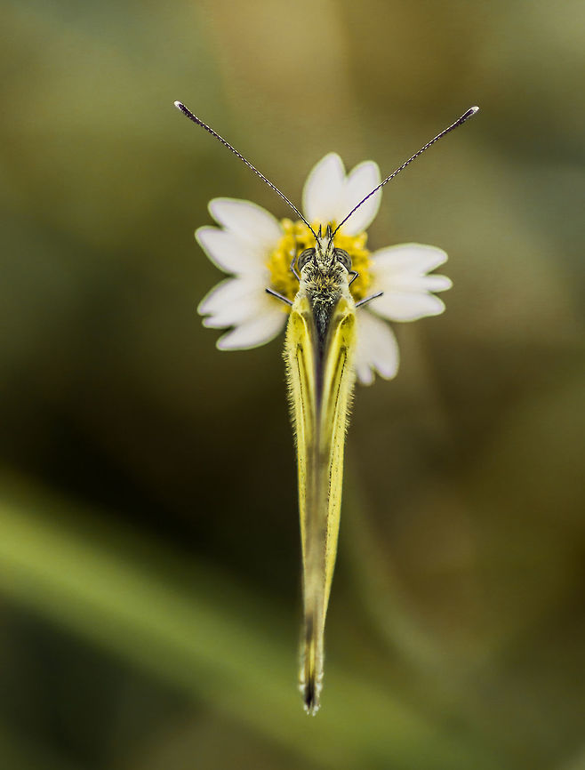 Common Grass Yellow from top Eurema hecabe -  common grass yellow butterfly. A view of it from top. Common Grass Yellow,Eurema hecabe,Geotagged,India,Summer,butterfly,common,grass,yellow