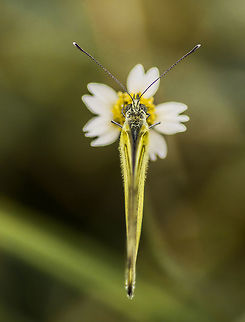 Common Grass Yellow from top Eurema hecabe -  common grass yellow butterfly. A view of it from top. Common Grass Yellow,Eurema hecabe,Geotagged,India,Summer,butterfly,common,grass,yellow