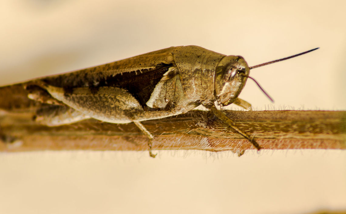 Sprinkled Grasshopper Most likely a Sprinkled Grasshopper of family Chloealtis conspersa - <a href="https://sv.wikipedia.org/wiki/Chloealtis_conspersa/" rel="nofollow">https://sv.wikipedia.org/wiki/Chloealtis_conspersa/</a><br />
<br />
Confirmation would be helpful Fall,Geotagged,India,sprinkled Grassshopper