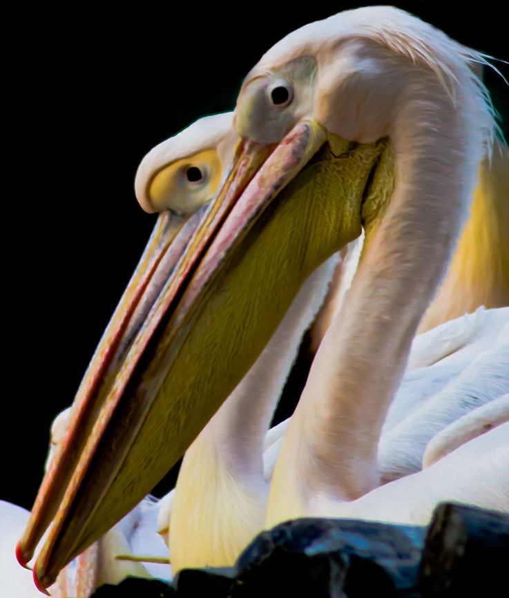 Pelican two pelicans Geotagged,Great White Pelican,India,Pelecanus onocrotalus,Pelican,Winter