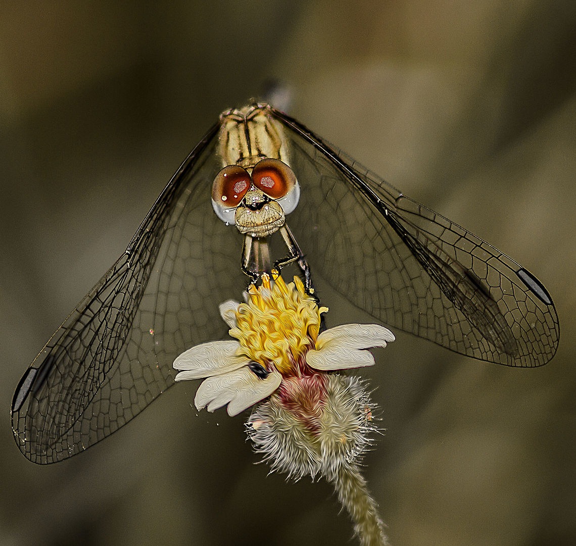 Dragonlet Dragonlet posing for me. Ready to eat the small black bug hiding in the flower.<br />
It is a female erythrodiplax umbrata.<br />
Also referred as Band-winged dragonlet. Dragonfly,Geotagged,India,Winter,dragonflies