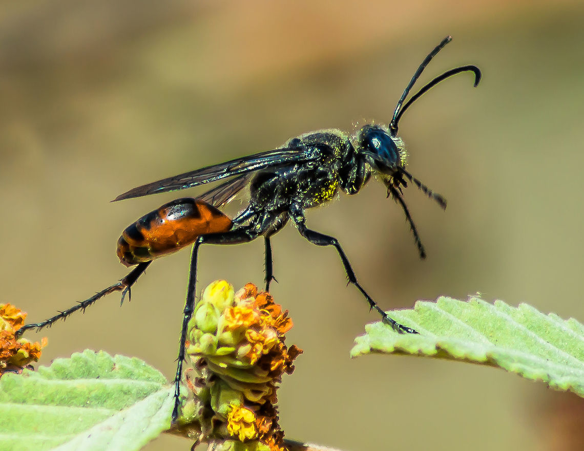 Dancing bee Dancing bee Geotagged,India,Winter