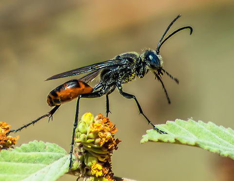 Dancing bee Dancing bee Geotagged,India,Winter