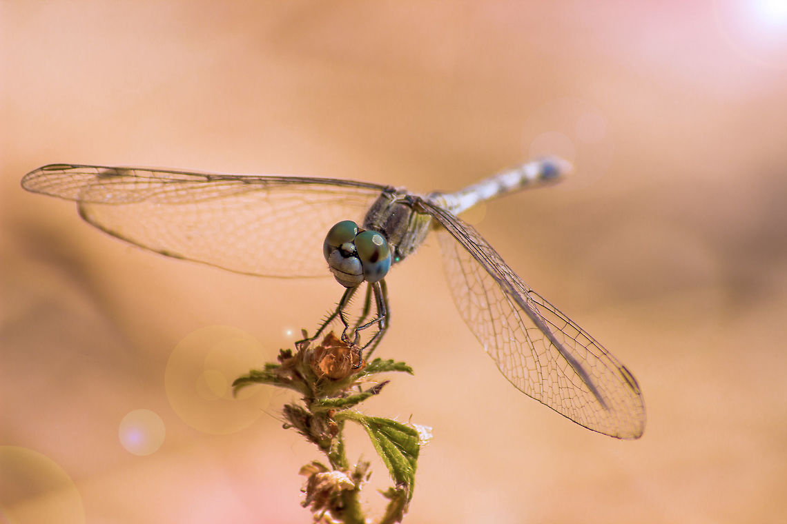 Dragonfly Need help in identification Diplacodes trivialis,Geotagged,Hyderabad,India,Winter,winter