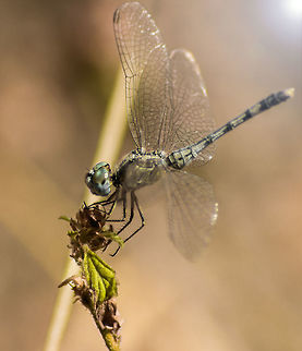 Dragonfly sideview Dragonfly sideview Diplacodes trivialis,Dragonfly sideview,Geotagged,India,Winter