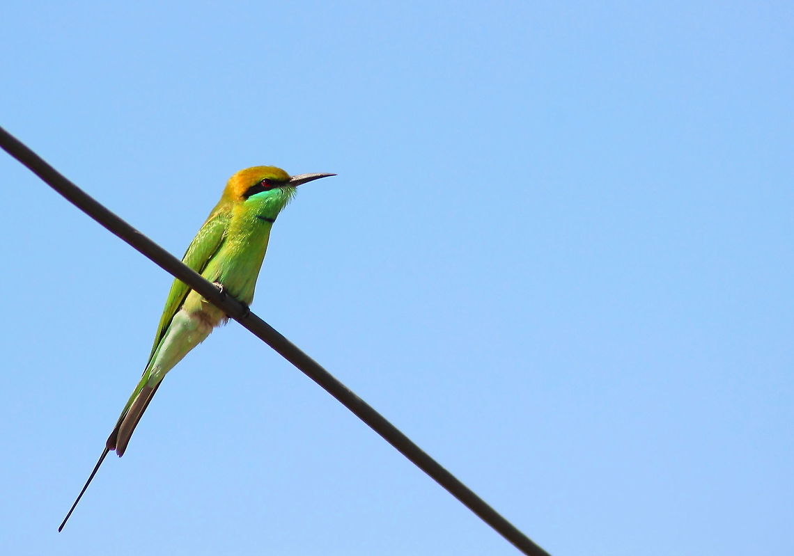 Green bee eater Green bee eater spotted at Indore India. The green bee-eater (Merops orientalis) (sometimes little green bee-eater) is a near passerine bird in the bee-eater family. ( source wikipedia) Fall,Geotagged,Green bee-eater,India,Indore,Merops orientalis