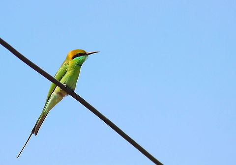 Green bee eater Green bee eater spotted at Indore India. The green bee-eater (Merops orientalis) (sometimes little green bee-eater) is a near passerine bird in the bee-eater family. ( source wikipedia) Fall,Geotagged,Green bee-eater,India,Indore,Merops orientalis