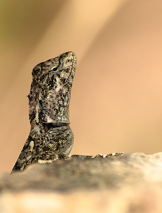 Peninsular Rock Agama I understand it doesn't look like the picture in species identification, but my research point to it. Side view when it is not displaying an aggressive behavior.<br />
<br />
<a href="https://en.wikipedia.org/wiki/Peninsular_rock_agama" rel="nofollow">https://en.wikipedia.org/wiki/Peninsular_rock_agama</a><br />
<a href="http://www.arkive.org/south-indian-rock-agama/psammophilus-dorsalis/image-G117652.html" rel="nofollow">http://www.arkive.org/south-indian-rock-agama/psammophilus-dorsalis/image-G117652.html</a><br />
<a href="https://commons.wikimedia.org/wiki/File:Peninsular_Rock_Agama_(Psammophilus_dorsalis)_in_Hyderabad_W_IMG_5668.jpg" rel="nofollow">https://commons.wikimedia.org/wiki/File:Peninsular_Rock_Agama_(Psammophilus_dorsalis)_in_Hyderabad_W_IMG_5668.jpg</a> Geotagged,India,Peninsular rock agama,Psammophilus dorsalis,Winter