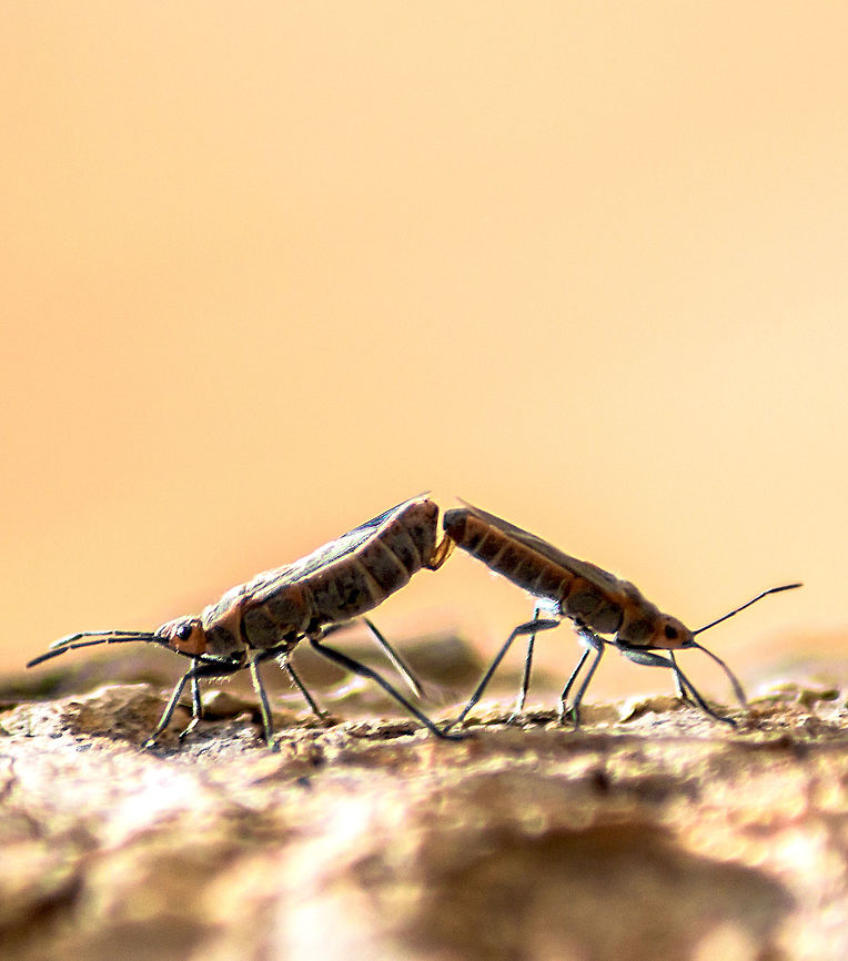 Mating Mating insects. Species unknown.<br />
What a way to kick start the new year. Geotagged,India,Winter,mating