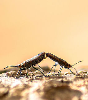 Mating Mating insects. Species unknown.
What a way to kick start the new year. Geotagged,India,Winter,mating