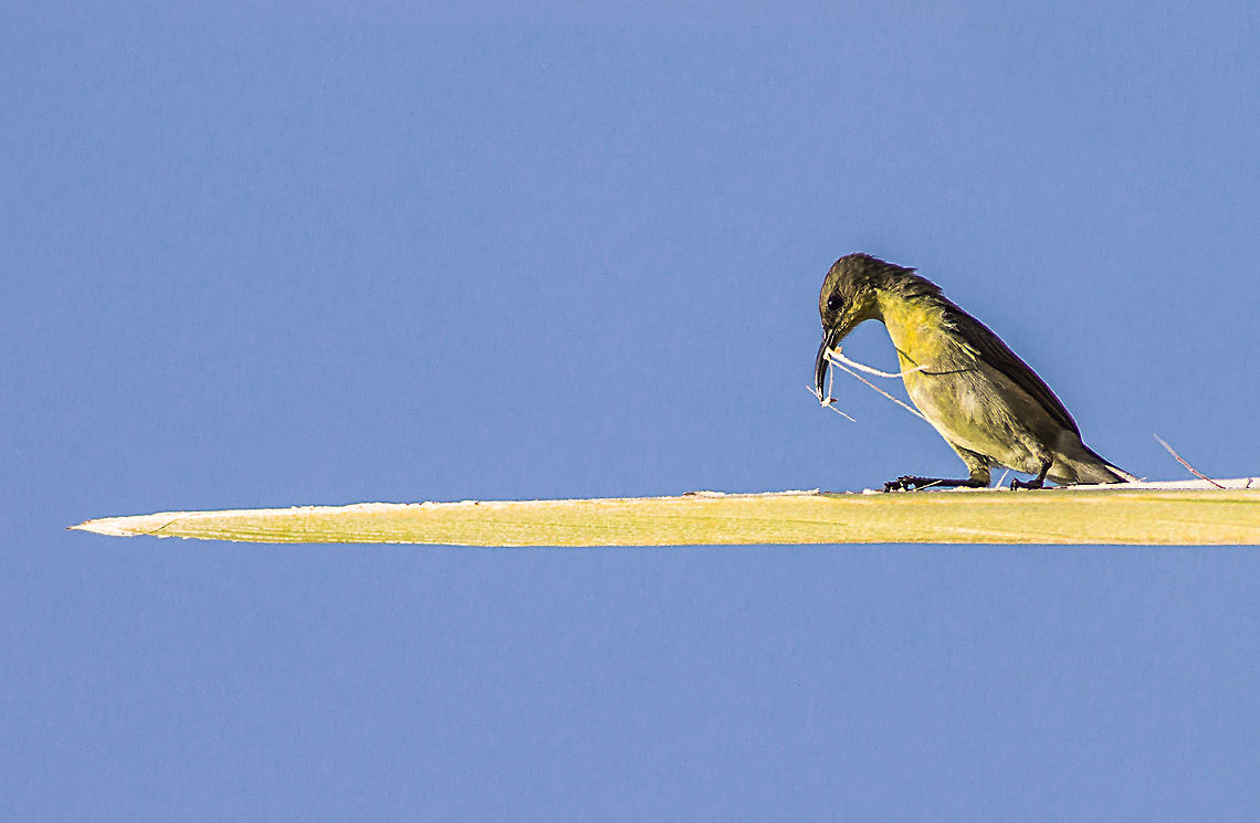 Building my way Building my way. I guess this is a common tailor bird. But not 100% confident. Geotagged,Hyderbad,India,Leptocoma zeylonica,Purple-rumped sunbird,Winter