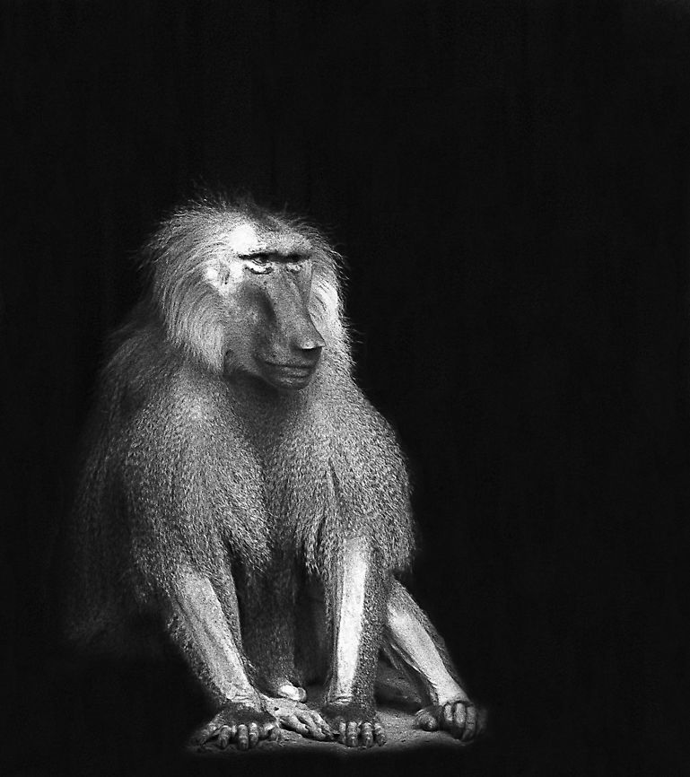 Portrait of Baboon  Portrait of Baboon. Captured at Hyderabad Zoo. Baboon,Hamadryas baboon,Papio hamadryas,Zoo
