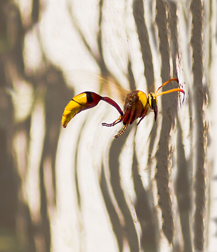Indian Potter Wasp Reference: <a href="http://www.projectnoah.org/spottings/11764061" rel="nofollow">http://www.projectnoah.org/spottings/11764061</a><br />
<a href="http://drkrishi.com/potter-wasp/" rel="nofollow">http://drkrishi.com/potter-wasp/</a><br />
 Delta pyriforme,Geotagged,India,Potter wasp,Winter