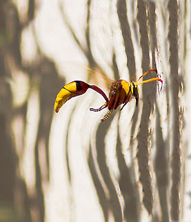 Indian Potter Wasp Reference: http://www.projectnoah.org/spottings/11764061
http://drkrishi.com/potter-wasp/
 Delta pyriforme,Geotagged,India,Potter wasp,Winter