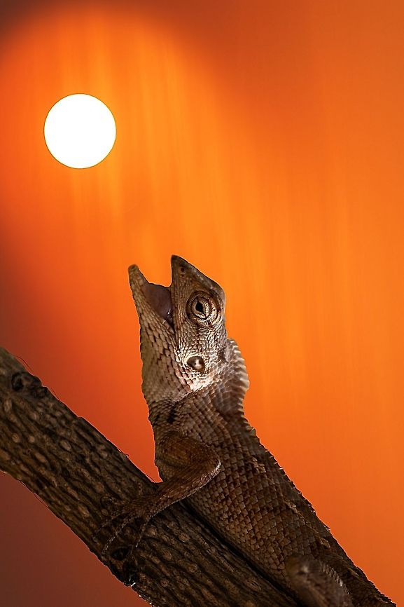 Sun_for_dinner The oriental garden lizard, eastern garden lizard or changeable lizard (Calotes versicolor) is an agamid lizard found widely distributed in Asia. Source: Wikipedia Calotes versicolor,Geotagged,India,Oriental Garden Lizard or Changeable Lizard,Winter