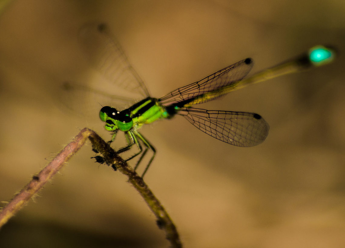 A green damselfly Damselflies generally rests with their wings closed, was lucky to spot this one with its wings still spread.. and manage to click it. Would have loved to have all 4 wings in focus, but by the time I adjusted my angle( I was already down on the ground) it flew away... Geotagged,India,Ischnura senegalensis,Winter,damselfly