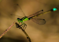 A green damselfly Damselflies generally rests with their wings closed, was lucky to spot this one with its wings still spread.. and manage to click it. Would have loved to have all 4 wings in focus, but by the time I adjusted my angle( I was already down on the ground) it flew away... Geotagged,India,Ischnura senegalensis,Winter,damselfly