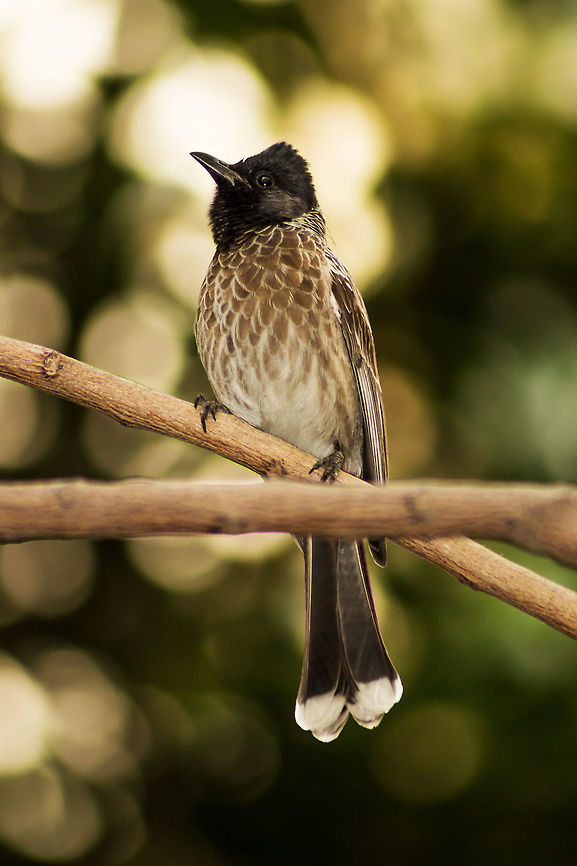 Red vented Bulbul The red-vented bulbul (Pycnonotus cafer) is a member of the bulbul family of passerines. It is resident breeder across the Indian subcontinent, including Sri Lanka extending east to Burma and parts of Tibet. It has been introduced in many other parts of the world and has established itself in the wild on several Pacific islands including Fiji, Samoa, Tonga, and Hawaii. It has also established itself in parts of Dubai, the United Arab Emirates, Bahrain, the United States, Argentina and New Zealand. It is included in the list of the world's 100 worst invasive alien species.<br />
<br />
Source: Wikipedia Geotagged,India,Pycnonotus cafer,Red-vented Bulbul,Winter