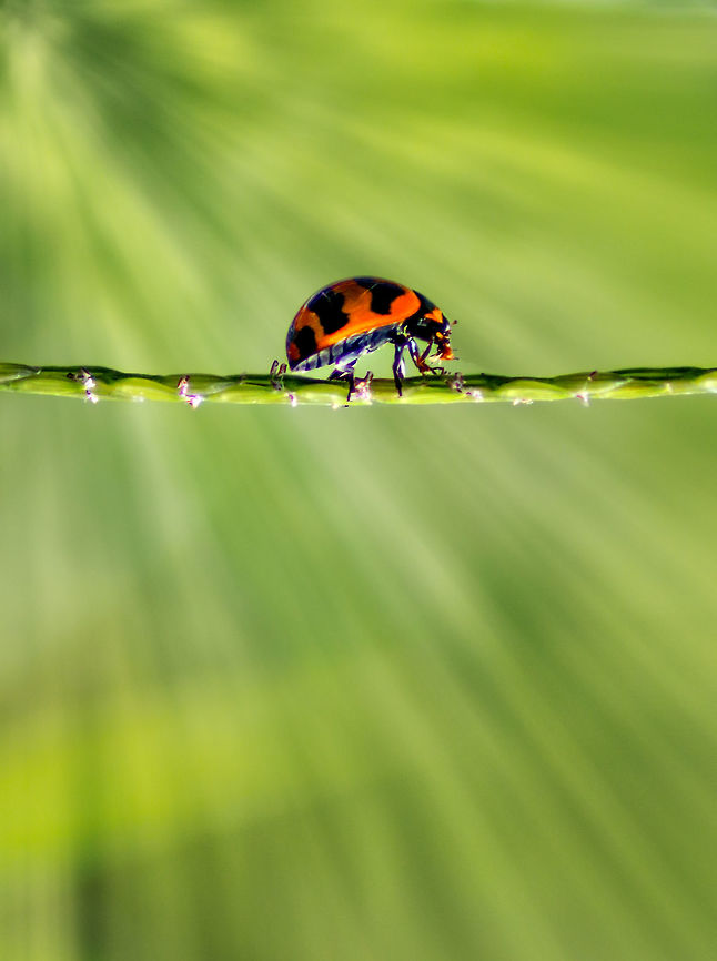Ladybug eating another bug Coccinella transversalis, commonly known as the transverse ladybird or transverse lady beetle is a species of ladybird beetle found from India across southern and southeastern Asia to Malesia and Australia.<br />
<br />
Like many species of ladybirds, the transverse ladybird plays an important role in agriculture as it preys on a wide array of plant-eating insects which damage crops, particularly early in the growing season Coccinella transversalis,Geotagged,India,Summer,Transverse ladybird