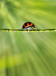 Ladybug eating another bug Coccinella transversalis, commonly known as the transverse ladybird or transverse lady beetle is a species of ladybird beetle found from India across southern and southeastern Asia to Malesia and Australia.

Like many species of ladybirds, the transverse ladybird plays an important role in agriculture as it preys on a wide array of plant-eating insects which damage crops, particularly early in the growing season Coccinella transversalis,Geotagged,India,Summer,Transverse ladybird
