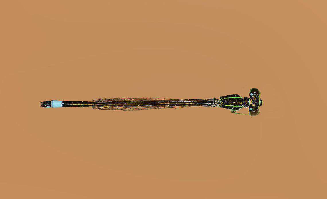 Green_damselfly_specimen  Geotagged,India,Ischnura senegalensis,Winter