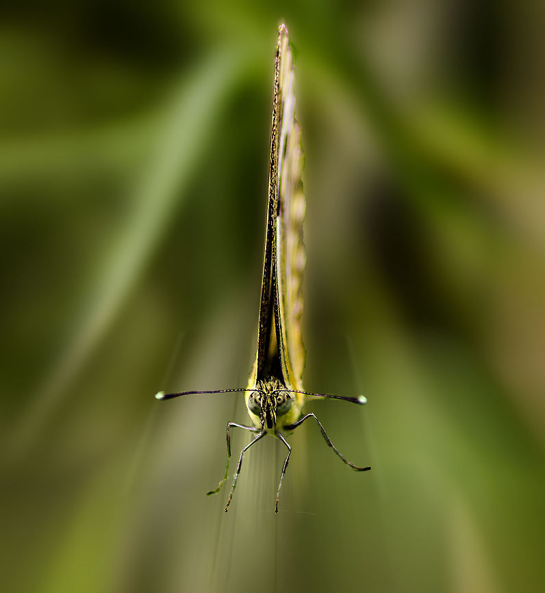 Eurema Hecabe front on A front on picture of an eurema Hecabe. These are shy species and do not generally pose like this for photographs.<br />
Have added a radial blur to the background in post processing. No other changes have been made. Common Grass Yellow,Eurema hecabe,Geotagged,India,Summer