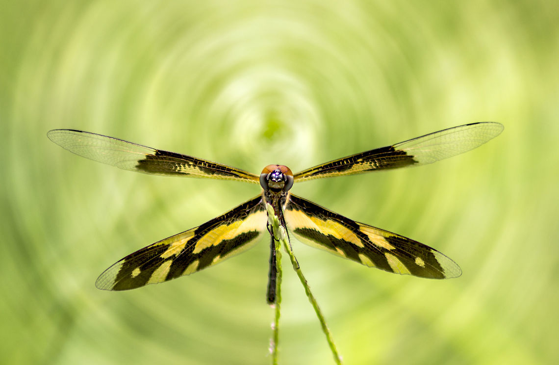 Rhyothemis_variegata Say cheese Geotagged,India,Rhyothemis variegata,Summer