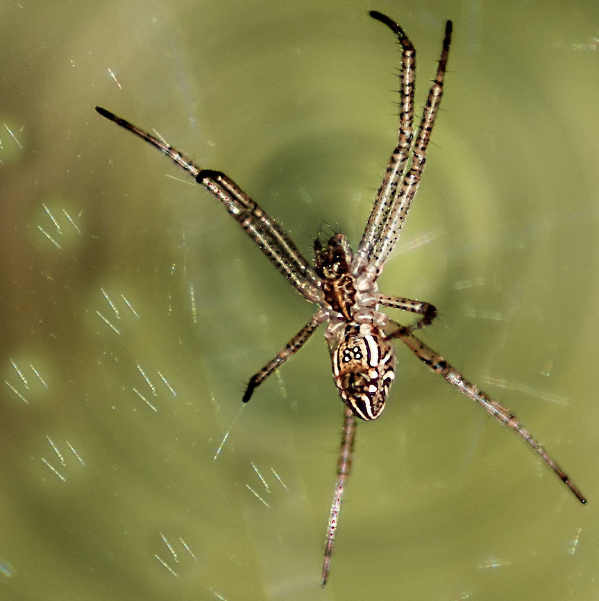 Dancing Lynx Spider Dancing Lynx Spider.<br />
Genus: Oxyopes  not sure about the species. Geotagged,India,Summer