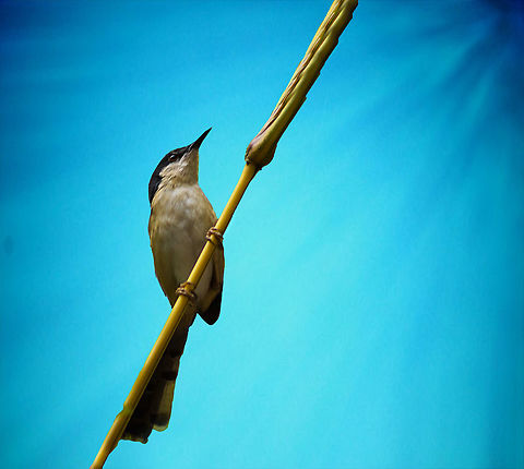 sky_is_the_limit  Ashy Prinia,Geotagged,India,Prinia socialis,Winter