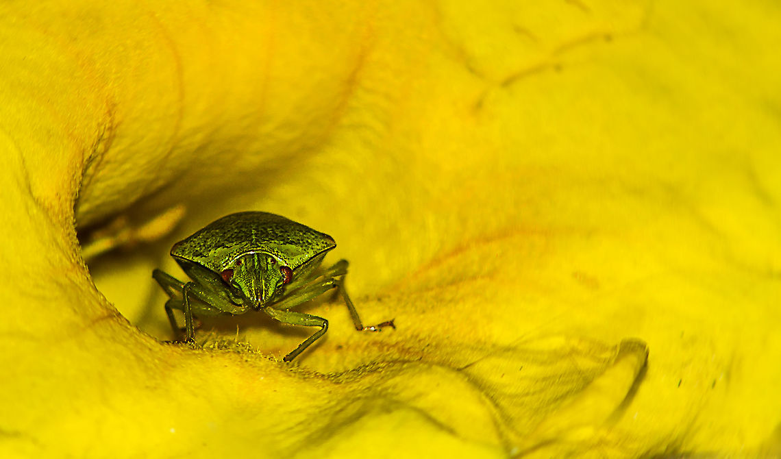 Green bug inside a yellow flower Green bug inside a yellow flower Geotagged,India,Winter
