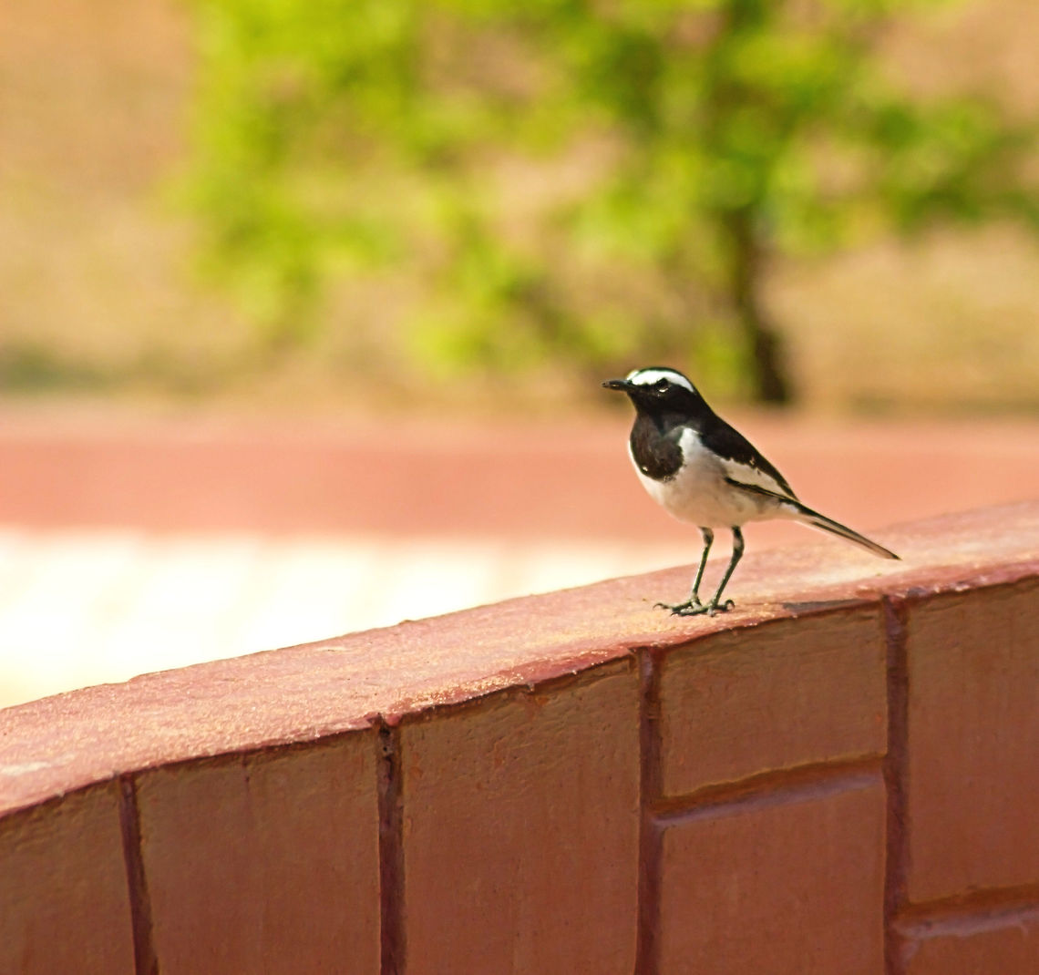 white-browed_wagtail  Geotagged,India,Motacilla maderaspatensis,White-browed Wagtail,Winter