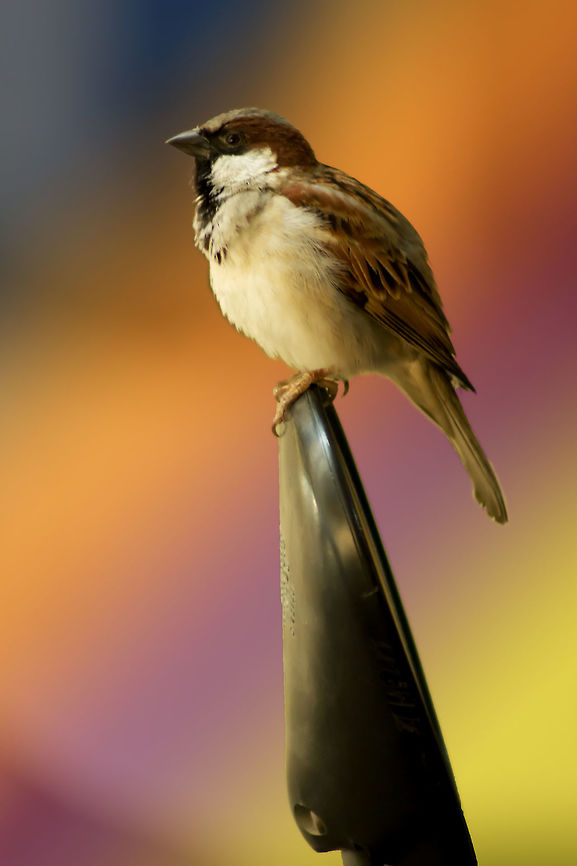Male_house_Sparrow A male house sparrow of indicus group.<br />
Sitting on a side view mirror of a motor bike Geotagged,House sparrow,India,Passer domesticus,Winter