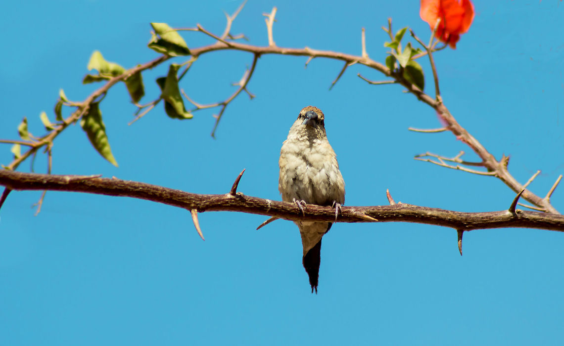 Bird in a frame A female sparrow captured in a natural frame formation from the shrub. It is looking at the camera too :)<br />
Bird in a frame Geotagged,House sparrow,India,Passer domesticus,Winter