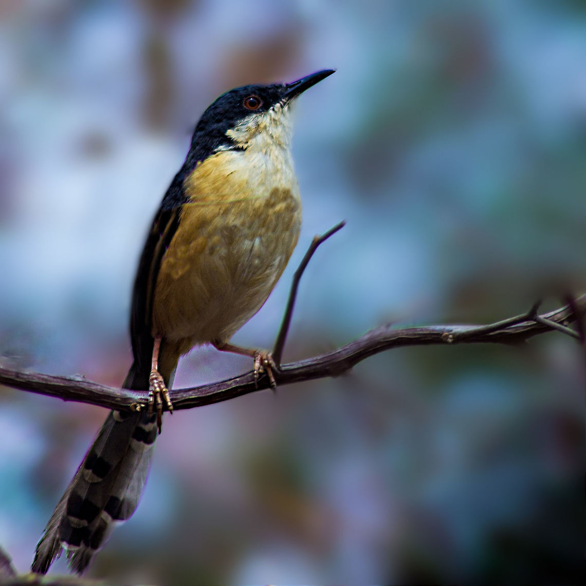 Ashy_Prinia  Ashy Prinia,Geotagged,India,Prinia socialis,Winter