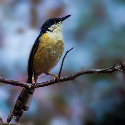 Ashy_Prinia  Ashy Prinia,Geotagged,India,Prinia socialis,Winter