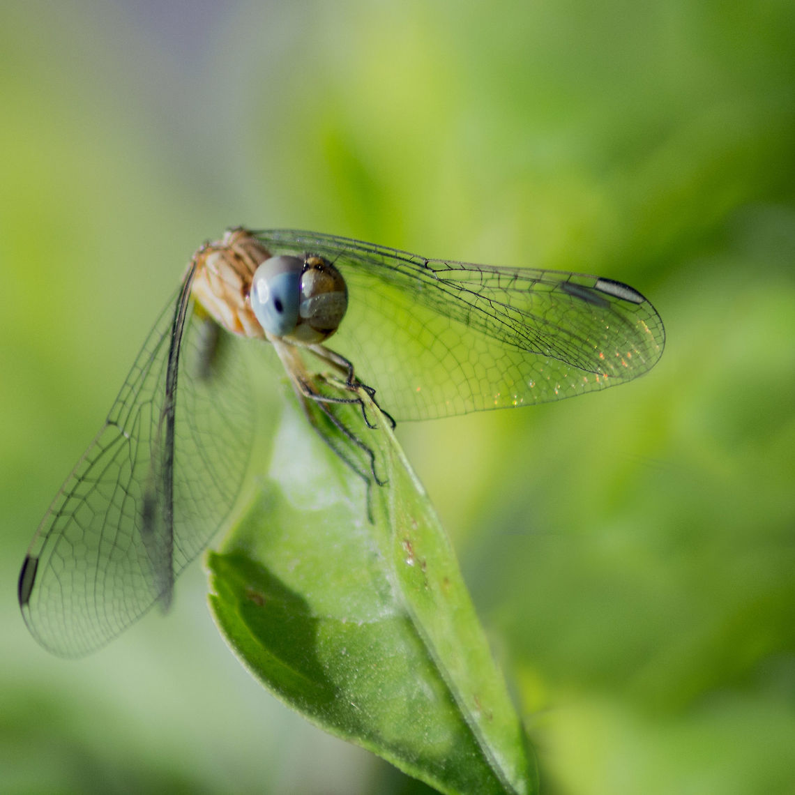 smile_please  Diplacodes trivialis,Geotagged,India,Spring