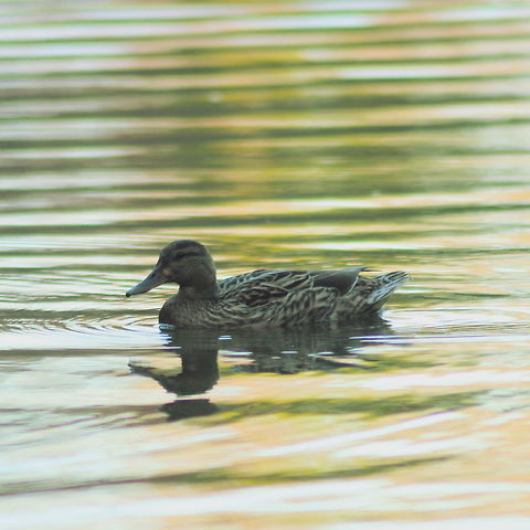 female_american_wigeon  American wigeon,Anas americana,Geotagged,Spring,United States