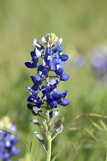 bluebonnet  Geotagged,Lupinus texensis,Spring,Texas Bluebonnet,United States