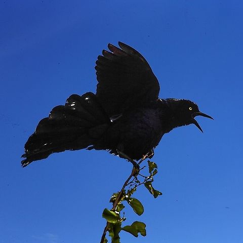 Blackbird  Brewers blackbird,Euphagus cyanocephalus,Geotagged,Spring,United States