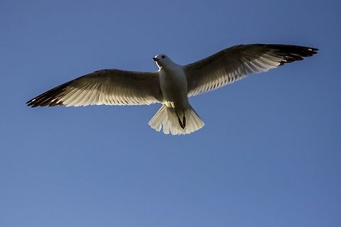 IMG_0323  Geotagged,Larus delawarensis,Ring-billed gull,Spring,United States