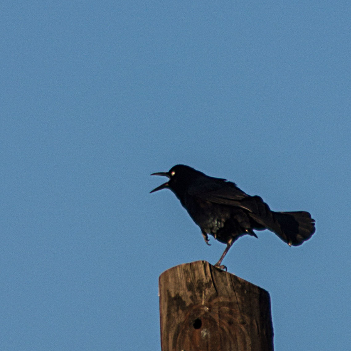 One legged angry blackbird One legged angry blackbird Brewers blackbird,Euphagus cyanocephalus
