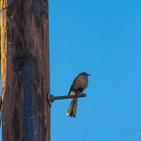 IMG_8972  Geotagged,Mimus polyglottos,Northern Mockingbird,Spring,United States