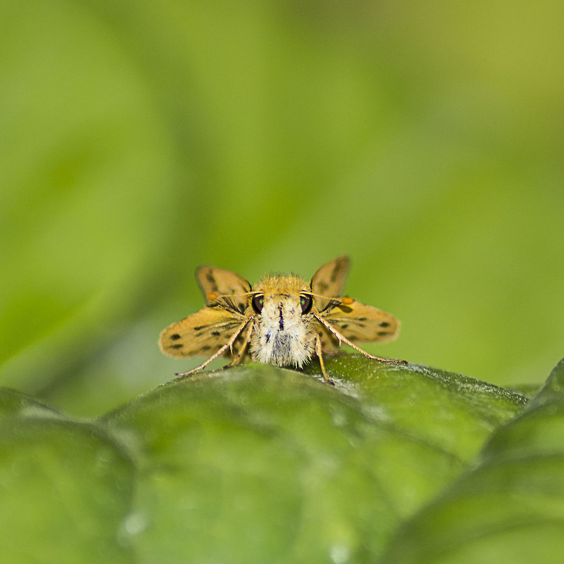 Feiry_Skipper  Fiery Skipper,Geotagged,Hylephila phyleus,Spring,United States
