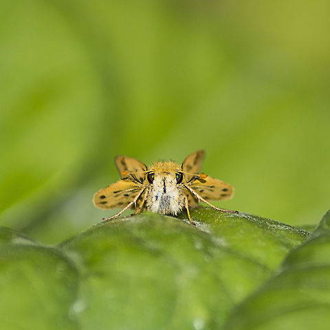 Feiry_Skipper  Fiery Skipper,Geotagged,Hylephila phyleus,Spring,United States
