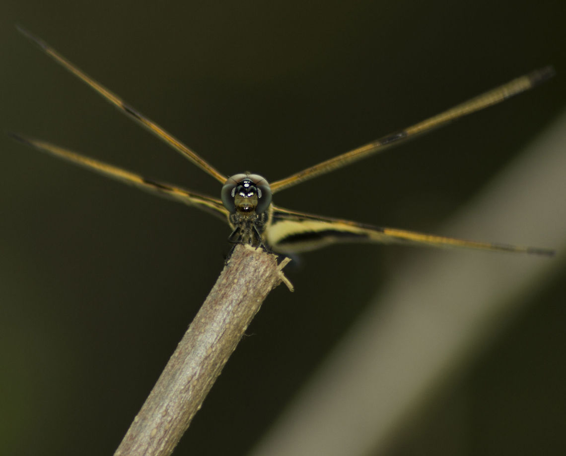 Rhyothemis variegata Climbed a wall to get in front of this beauty just after some morning drizzle. It winged up and posed as soon as I pointed the camera to it.<br />
<br />
f6.3, ISO100, SS 200, 300mm flash fired. <br />
<br />
Canon 600D,tamron 70-300 mm no IS, handheld Geotagged,India,Rhyothemis variegata,Spring
