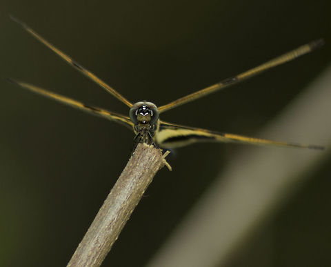 Rhyothemis variegata Climbed a wall to get in front of this beauty just after some morning drizzle. It winged up and posed as soon as I pointed the camera to it.

f6.3, ISO100, SS 200, 300mm flash fired. 

Canon 600D,tamron 70-300 mm no IS, handheld Geotagged,India,Rhyothemis variegata,Spring