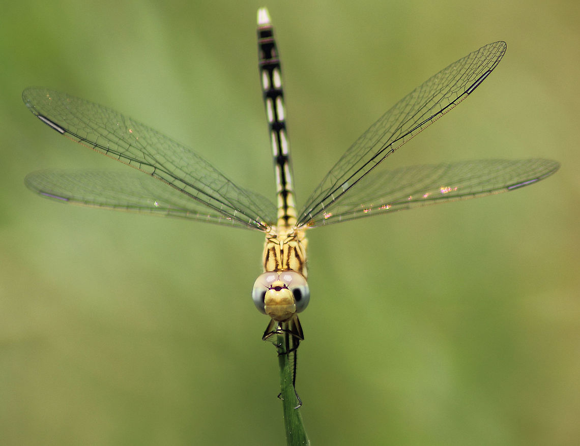 Namaskar A Diplacodes trivialis sometimes referred as ground skimmer seems to be greeting me with a namaskar pose on a crazy hot day in Hyderabad. Diplacodes trivialis,Geotagged,India,Spring
