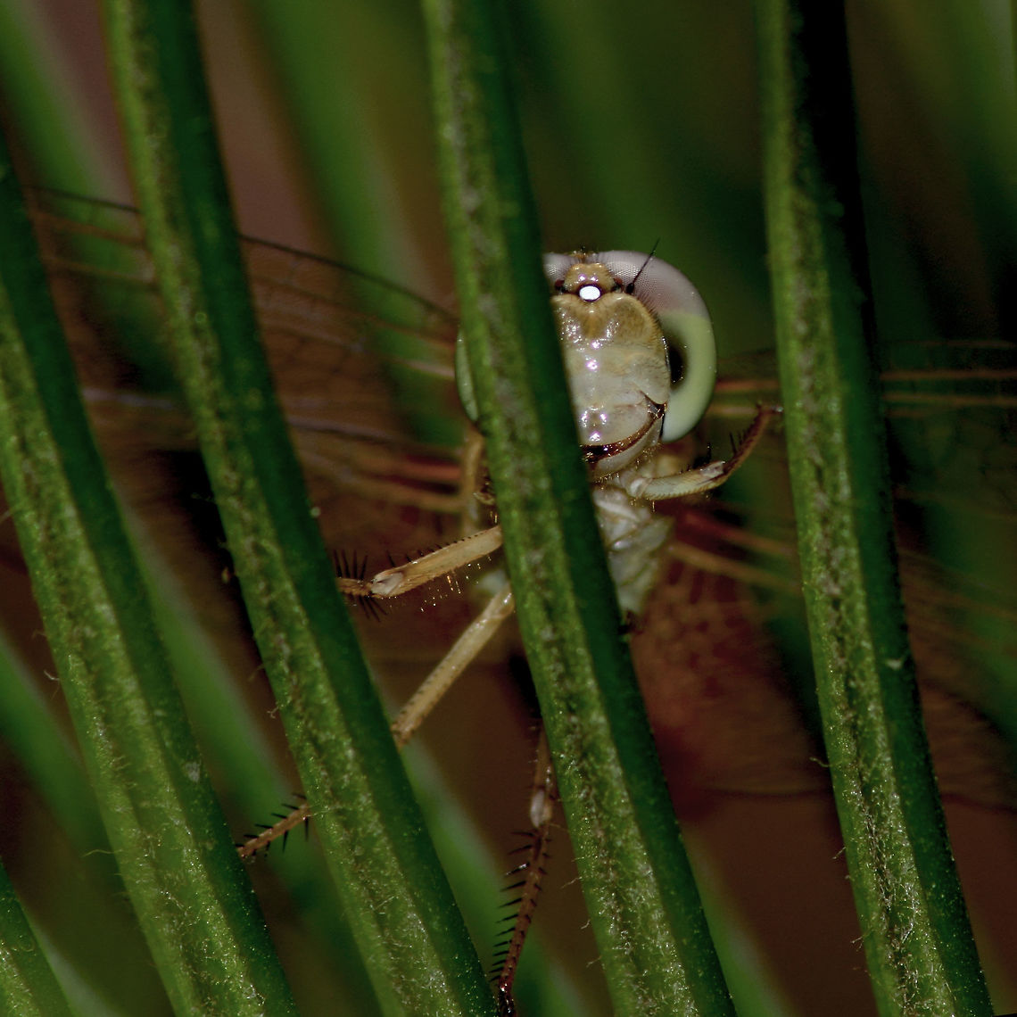 Wandering_glider Seemed happy to pose from behind some green bars.  Geotagged,India,Pantala flavescens,Spring,Wandering Glider