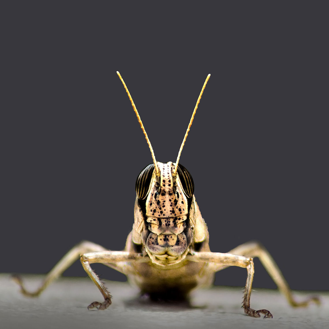 Desert Locust A solitary desert locust Desert Locust,Geotagged,Hyderabad,India,Schistocerca gregaria,Spring,desert,locust